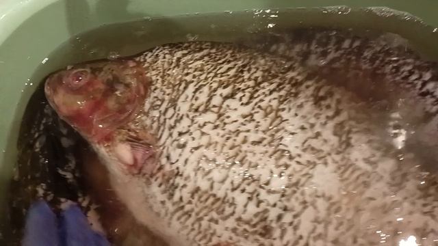 Лещ и щука пойдут в употребление. смотреть онлайн