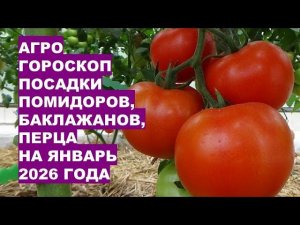 Январь 2026: Самые Лучшие Дни для Посадки Помидоров, Перца и Баклажанов на рассаду!
