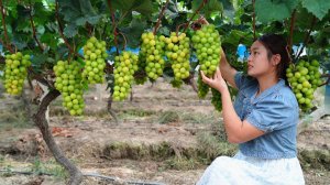 Этот сладкий зелёный виноград идеально подходит для приготовления вина!