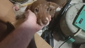 Будулай остался с нами🏡🤍🐶