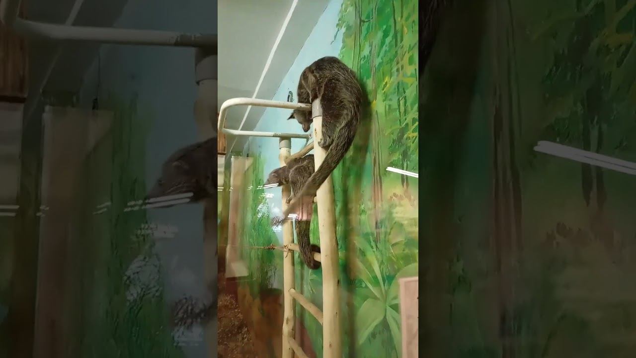 Малыши бинтуронгов 30.12.2025 смотреть онлайн