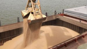 Казахстан экспортировал более 12 миллионов тонн зерна за год. В чем секрет высокого урожая?