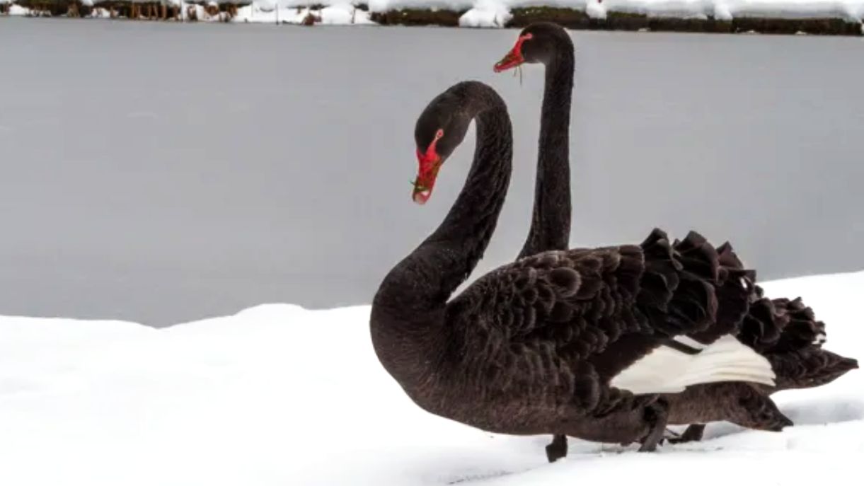 Снежный Петербург смотреть онлайн