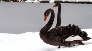 Снежный Петербург