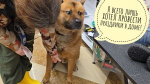 Пёс Кубик погнул себе хвостик, взял больничный и поехал к ветеринару