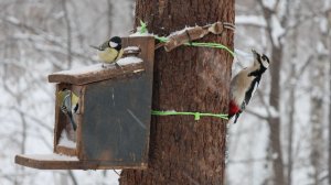 Метель. Ещё немного о кормушках для птиц