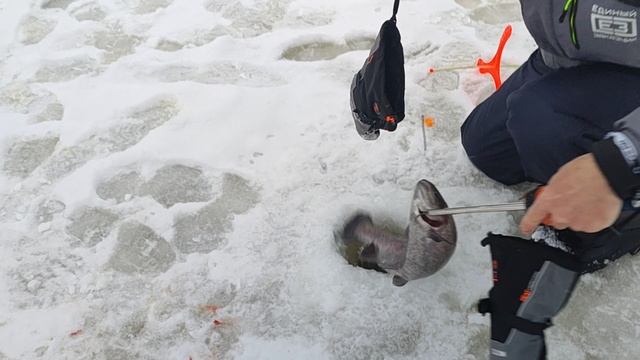 Основной водоём. Форель на пасту. смотреть онлайн