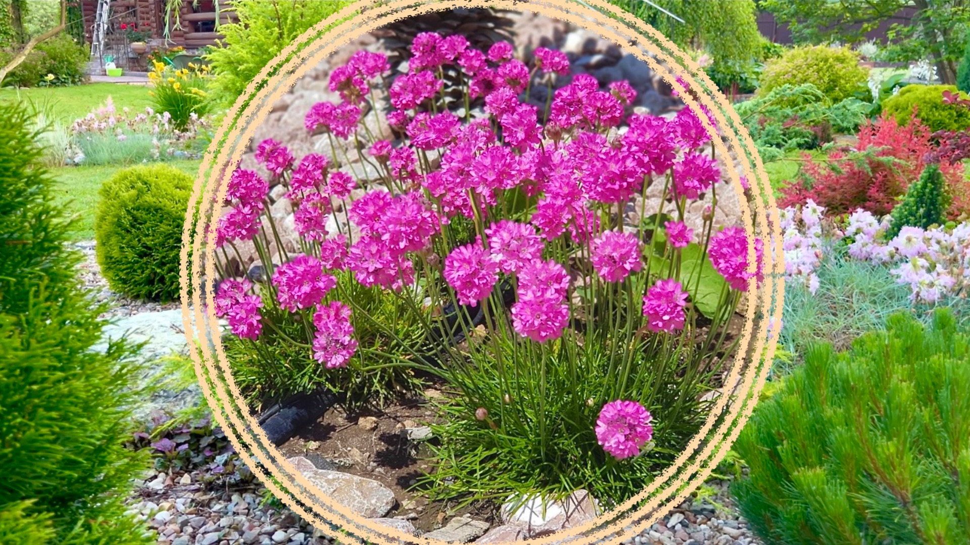 Многолетние растения для солнечного каменистого сада. смотреть онлайн