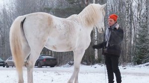 Конно-драматический театр в Санкт-Петербурге. Как создаются спектакли с участием лошадей?