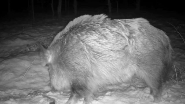 Кабан фото ловушка смотреть онлайн