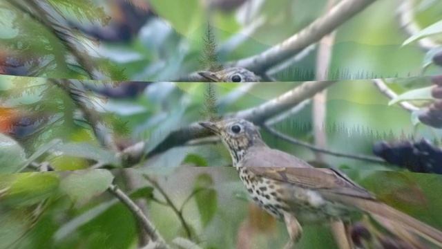 Звук природы: пленительное пение Певчего дрозда в хвойном лесу у ручья