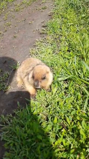 Встреча смотреть онлайн