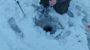 Светлые Горы Форель3 04.01.2026г.