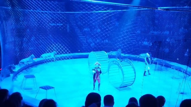 Тигры прыгают через горящее кольцо и прыжок Запашного на льве.  Аскольд Запашный Брянск смотреть онлайн