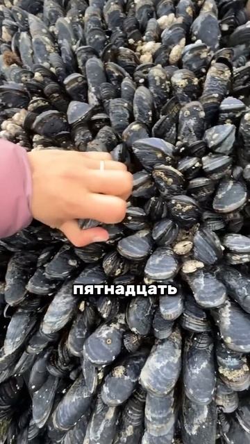 Уникальная ферма мидий. смотреть онлайн