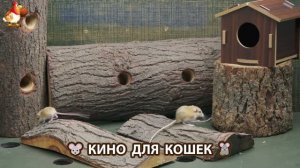 Видео для кошек про крысок развлекать питомцев 🐭🐀😂 (419)