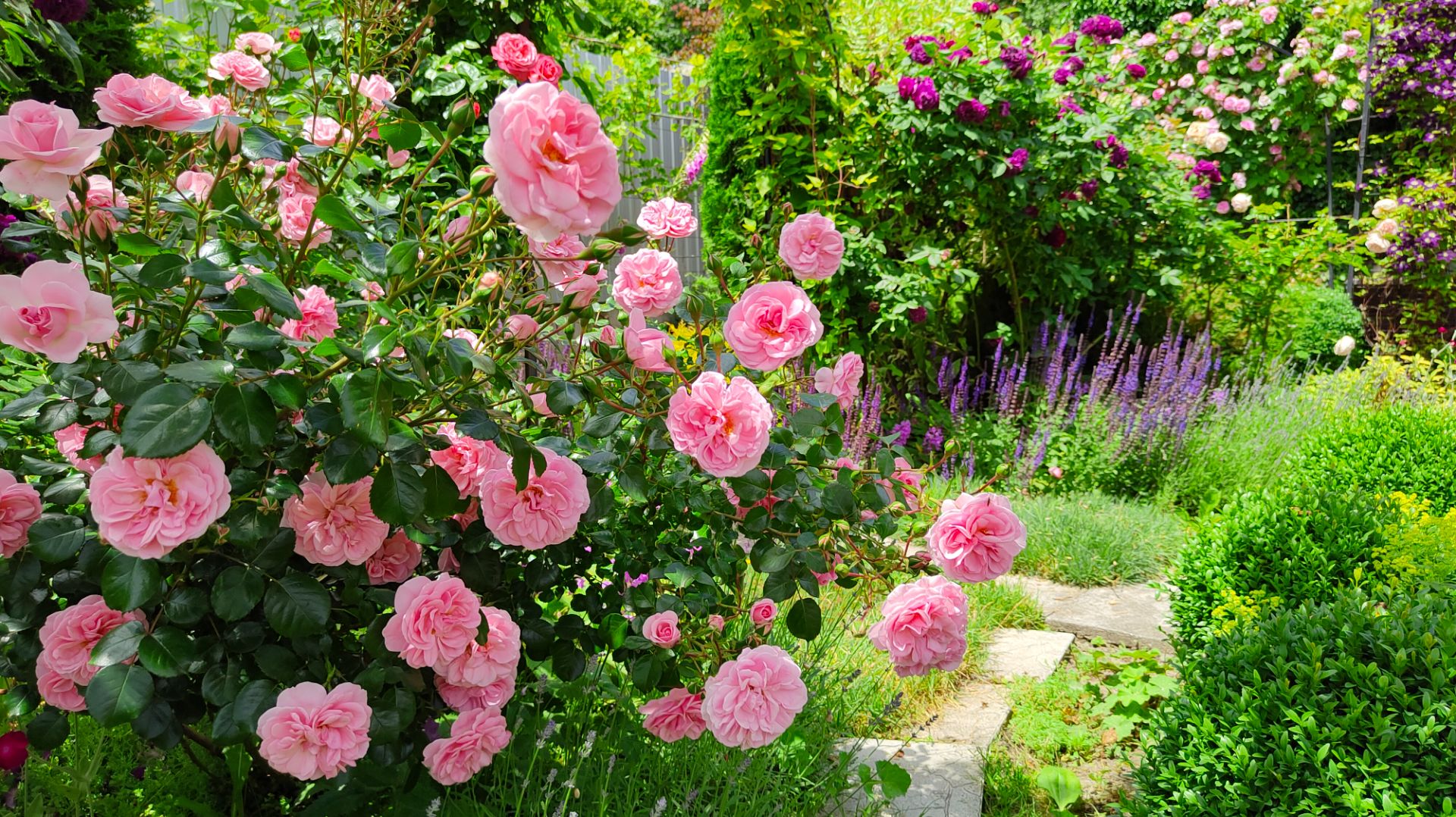 Прогулка по моему саду длиною в год: с января по декабрь 2025 г. Пятигорск. смотреть онлайн