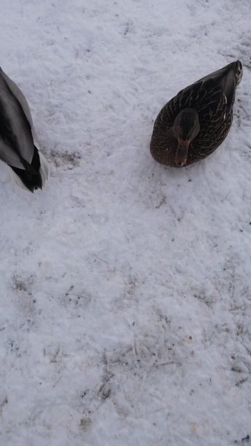 ДИКИЕ  УТКИ ЕДЯТ ИЗ РУК! shorst смотреть онлайн