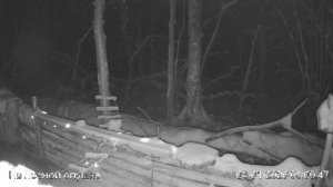 LIVE: С НОВЫМ 2026 ГОДОМ! На лесной опушке. Природа онлайн