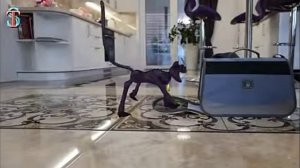 Кэт нэп Эмма и Тимма