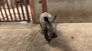 Детёныш носорога играет с смотрителем зоопарка