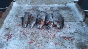 итоговый улов форели