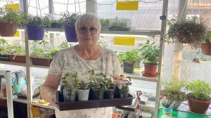 🏡 Vlog из светёлки. Черенкуем Фуксию. Переваливаем Бегонию. Правильно поливаем всходы Петунии.