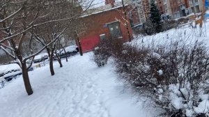 Снежное утро в СПб.