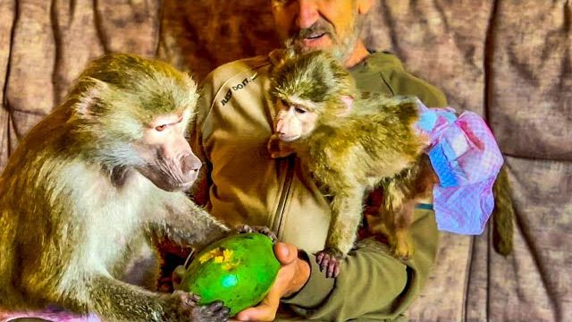 Люська ни в какую НЕ ХОТЕЛА ИДТИ БЕЗ Елисея в гости к Анфисе, но мы ее УГОВОРИЛИ!)) смотреть онлайн