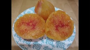 Мминусинские сорта томатов. Часть 1. Обзор томатов в теплице и в разрезе.  т. 89229284031