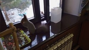 первое воскресенье в этом году в вольном зоопарке