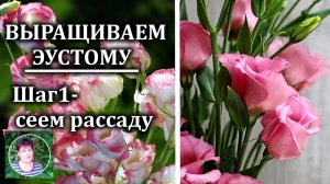 Когда сажать эустому на рассаду  Эустома из семЭустома выращивание. Шаг1 посев семян на рассаду