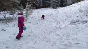 Зимний лес 2026