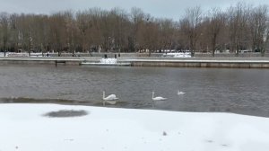 лебеди в реке приголя в центре Калининграда