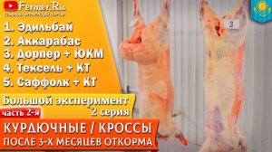 Эдильбай или кроссы мериносов с импортными породами? Рекордный выход мяса 59 процентов. Забой овец.