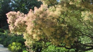 Цветение Парикового дерева в  Аптекарском Огороде в Москве