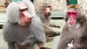 ДИКТАТУРА Ромео, всё СТРОГО, даже самец спрашивает РАЗРЕШЕНИЕ у вожака! Пенсионеры ПОЛУЧИЛИ по шее!