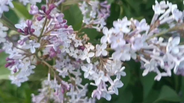 ЗДЕСЬ ЧАСТО БЫВАЮТ МОЛОДОЖЕНЫ. КРАСИВЫЕ ФОТКИ. ЛАВОЧКИ ДЛЯ ВЛЮБЛЕННЫХ. КРАСИВАЯ 😍💓АЛЛЕЯ.... смотреть онлайн