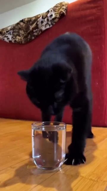 Выжившие есть? 😁 смотреть онлайн