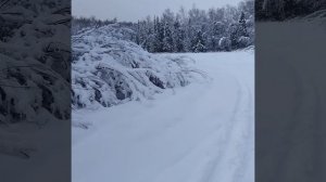 Лыжи в зимнем лесу