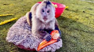 Финик РАССМЕШИЛ ДО СЛЕЗ! Он приделал себе к лежанке антенну и ДЕРЖИТЬ СВЯЗЬ С АЗОРСКИМИ ОСТРОВАМИ!