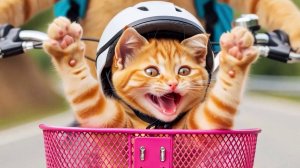 Котики [большой сборник]