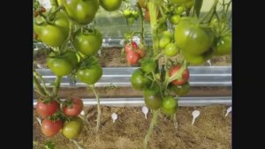 Томаты селекции Софии Сааковой .  т. 89229284031