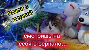 Кошки с озвучкой. Новогодний юмор.