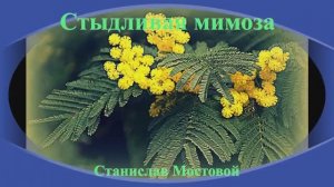 Стыдливая мимоза
