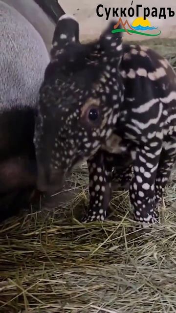 Новорожденный малайский тапир в зоопарке Кейп-Дефанс😍 смотреть онлайн