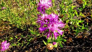 Василёк луговой