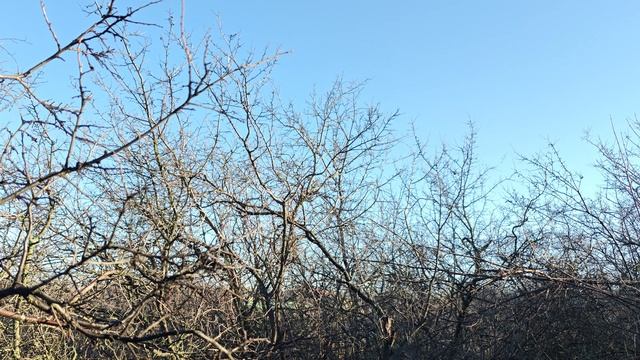 В зарослях терновника! смотреть онлайн