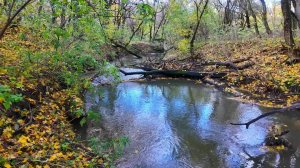 Симфония пения лесных птиц 🎶 • Расслабляющий звуковой ландшафт для глубокого сна