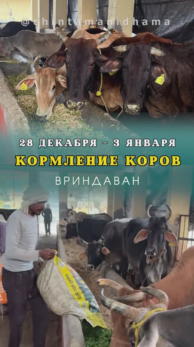 28 декабря - 3 января. Видеоотчет о кормлении коров смотреть онлайн